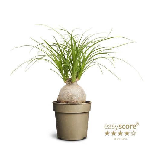 Beaucarnea recurvata