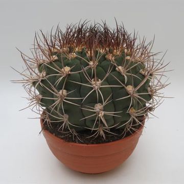 Gymnocalycium saglionis
