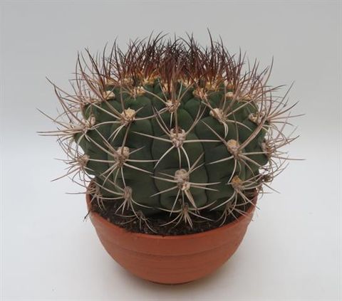 Gymnocalycium saglionis