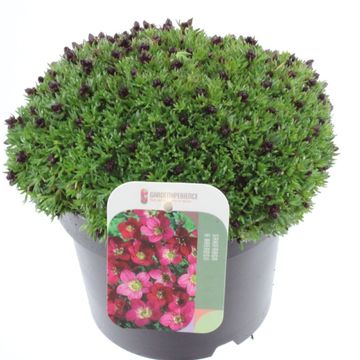 Saxifraga PIXIE PAN RED