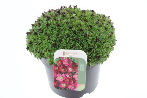 Saxifraga PIXIE PAN RED