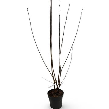 Corylus 'Rode Zellernoot'