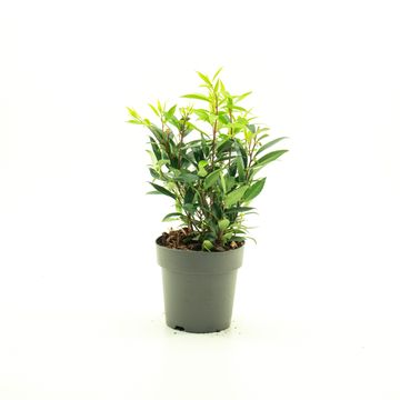 Sarcococca hookeriana PURPLE GEM