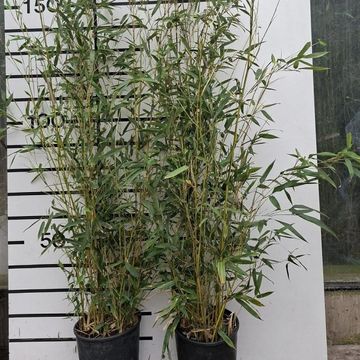 Phyllostachys aureosulcata 'Spectabilis'