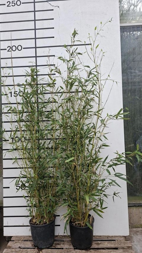 Phyllostachys aureosulcata 'Spectabilis'