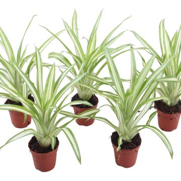 Guzmania 'Ice Cream'