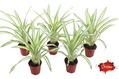 Guzmania 'Ice Cream'