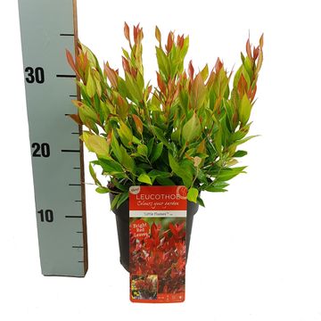 Leucothoe 'Little Flames'