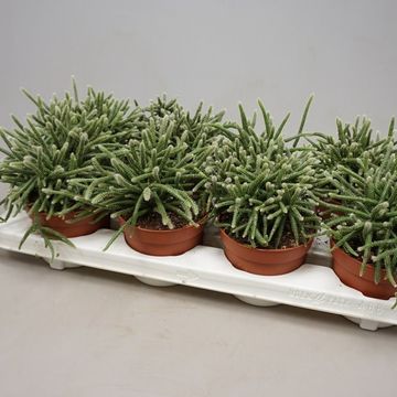 Rhipsalis baccifera horrida