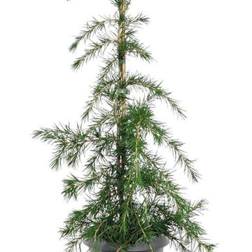 Cedrus deodara 'Green Cascade'