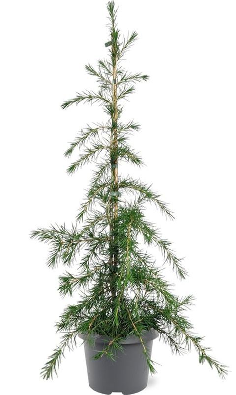 Cedrus deodara 'Green Cascade'