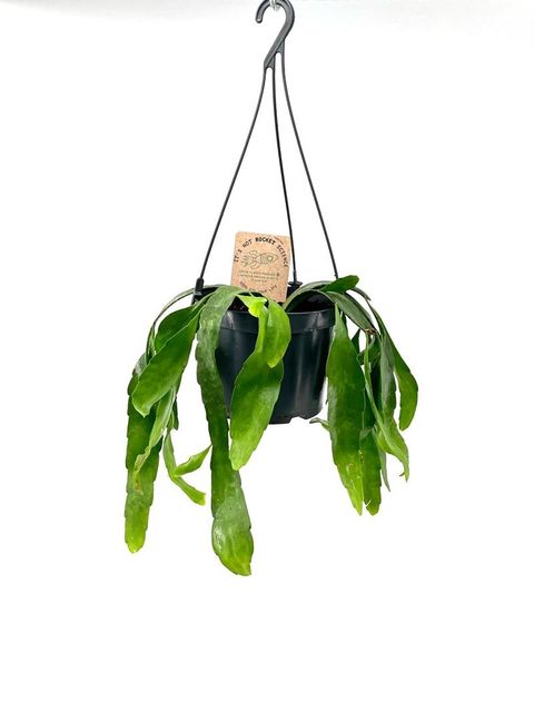 Pseudorhipsalis ramulosa 'Red Coral'