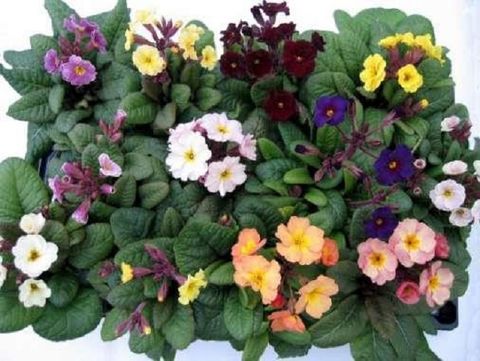 Primula veris MIX