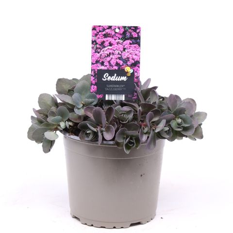 Sedum SUNSPARKLER DAZZLEBERRY