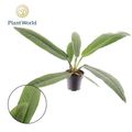 Philodendron campii