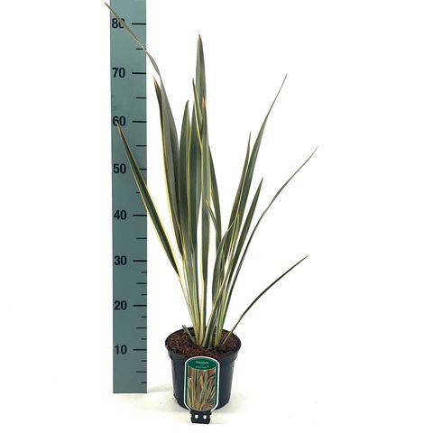 Phormium tenax BROWN SUGAR