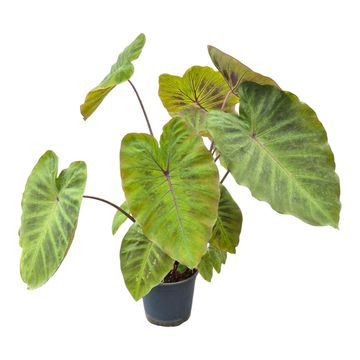 Colocasia 'Maximus Gigante'