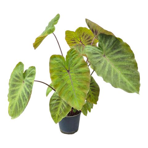 Colocasia 'Maximus Gigante'