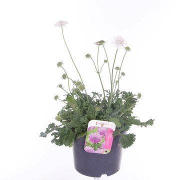 Scabiosa caucasica 'Perfecta Alba'