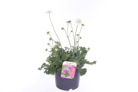 Scabiosa caucasica 'Perfecta Alba'
