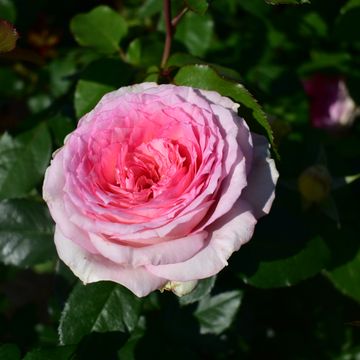 Rosa MEINE ROSE