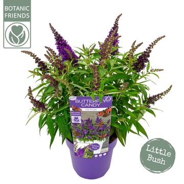 Buddleja davidii BUTTERFLY CANDY LITTLE PURPLE