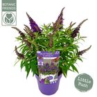 Buddleja davidii BUTTERFLY CANDY LITTLE PURPLE