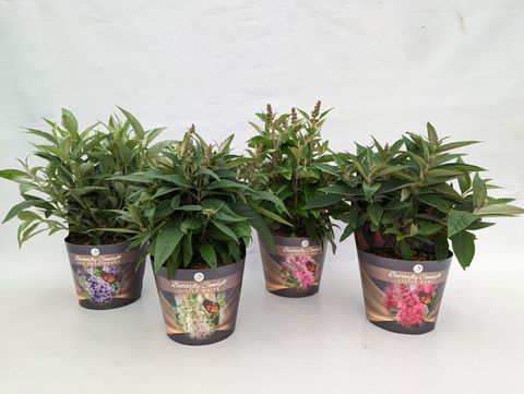 Buddleja davidii BUTTERFLY CANDY MIX