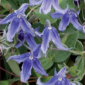 Clematis integrifolia