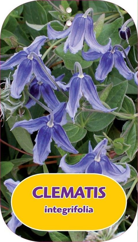 Clematis integrifolia