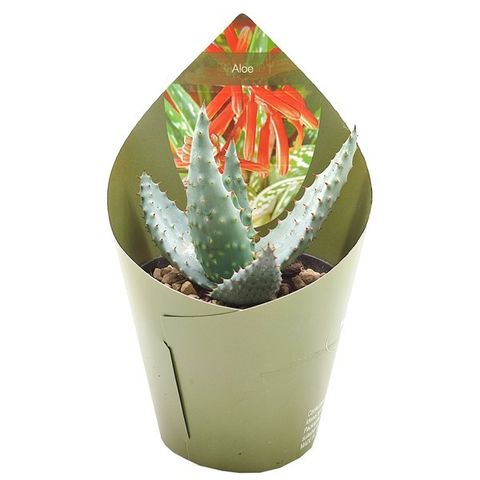 Aloe aculeata