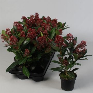 Skimmia japonica 'Rubella'