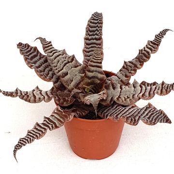 Cryptanthus zonatus