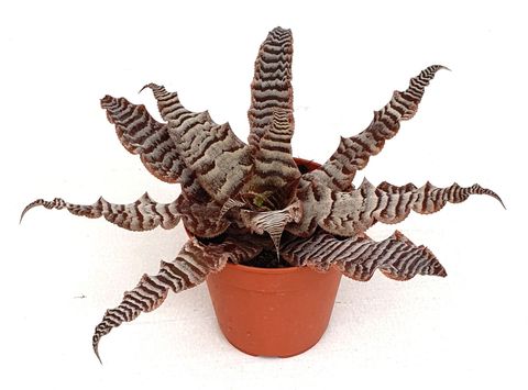 Cryptanthus zonatus