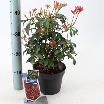 Pieris japonica 'Red Mill'