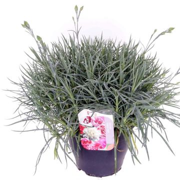 Dianthus GARDEN PINKS GRAN'S FAVOUR