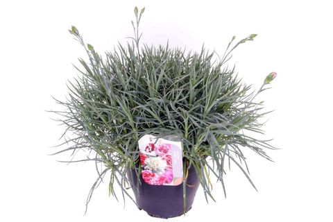Dianthus GARDEN PINKS GRAN'S FAVOUR