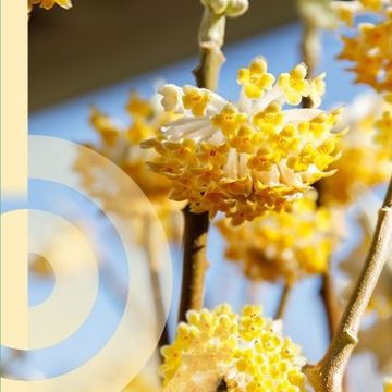 Edgeworthia chrysantha 'Grandiflora'