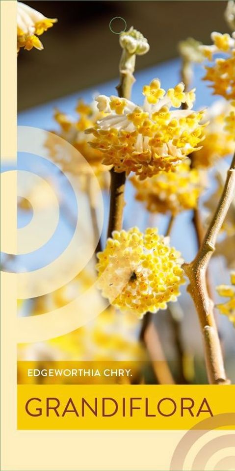 Edgeworthia chrysantha 'Grandiflora'