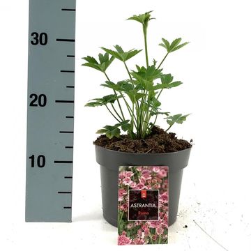 Astrantia major 'Roma'