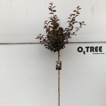 Physocarpus opulifolius 'Diabolo'