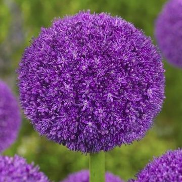 Allium stipitatum