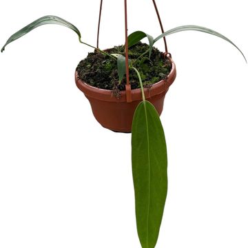 Anthurium wendlingeri