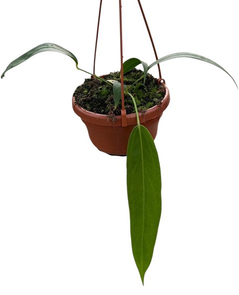 Anthurium wendlingeri