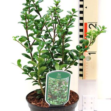 Ilex crenata 'Convexa'