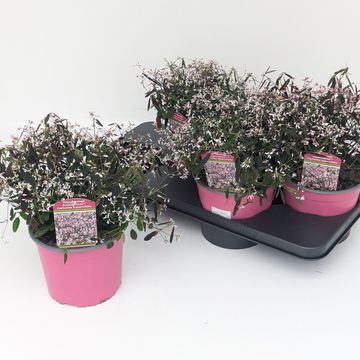 Euphorbia hypericifolia 'Shades in Pink'