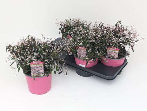 Euphorbia hypericifolia 'Shades in Pink'