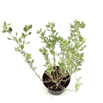 Atriplex halimus