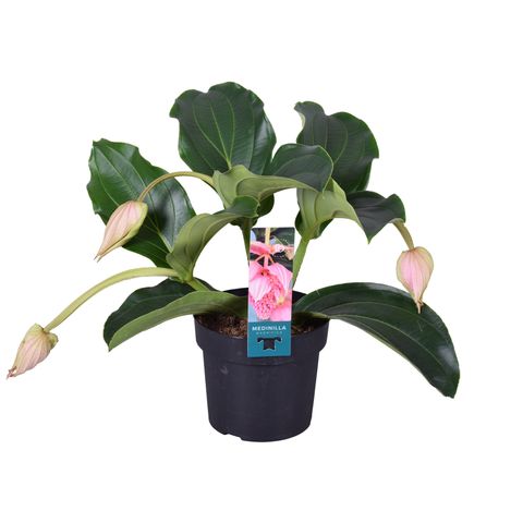 Medinilla magnifica 'Pinatubo'