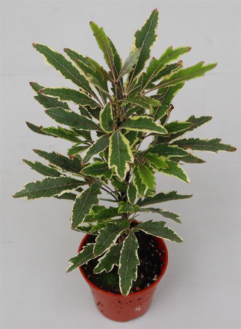 Schefflera elegantissima 'Bianca'